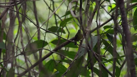 Green sunbird in the forest. Stock Footage 294801506