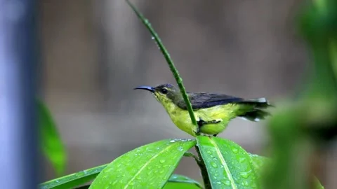 Green Sunbird On A Thin Branch During The Rain Video stock 331455720