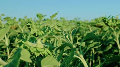 Green Sunflower Crop Field with Maturing Heads in Daylight 1 Video stock 342323669