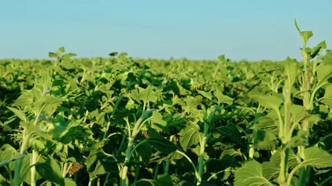 Green Sunflower Crop Field with Maturing Heads in Daylight 3 Видео 342323854