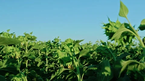 Green Sunflower Crop Field with Maturing Heads in Daylight 2 Видео 342323890