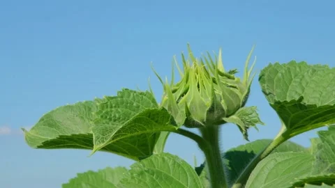 Green sunflower in the field during the cap formation Stock Footage 166145600
