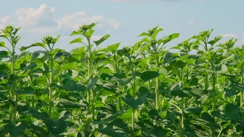 Green sunflower in the field during the cap formation Stock Footage 166145607