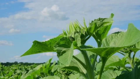 Green sunflower in the field during the cap formation Stock Footage 166145609