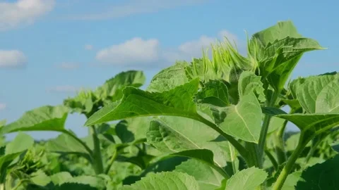 Green sunflower in the field during the cap formation Stock Footage 166145620