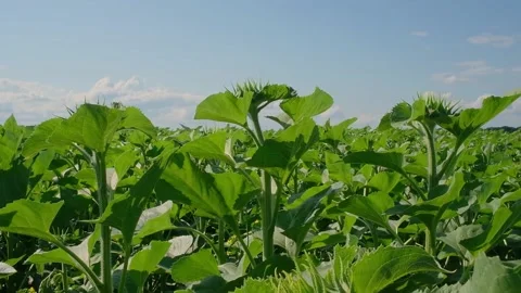 Green sunflower in the field during the cap formation Stock Footage 166145624