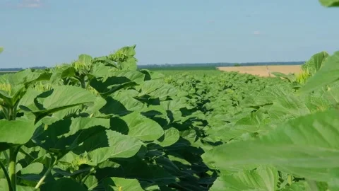 Green sunflower in the field during the cap formation Stock Footage 166145662