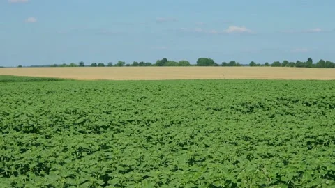 Green sunflower in the field during the cap formation Stock Footage 166145673
