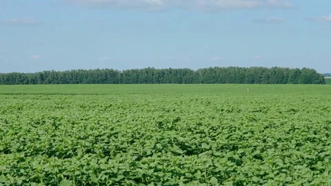 Green sunflower in the field during the cap formation Stock Footage 166145676