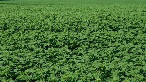 Green sunflower in the field during the cap formation Stock Footage 166145687