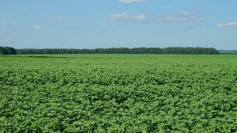 Green sunflower in the field during the cap formation Stock Footage 166145690