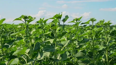 Green sunflower in the field during the cap formation Stock Footage 166145714
