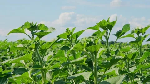 Green sunflower in the field during the cap formation Stock Footage 166145716