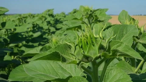Green sunflower in the field during the cap formation Stock Footage 166145720