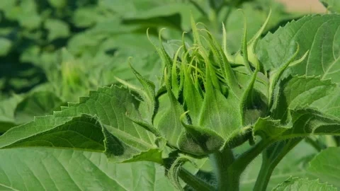 Green sunflower in the field during the cap formation Stock Footage 166145724