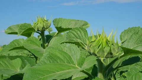 Green sunflower in the field during the cap formation Stock Footage 166145727