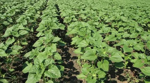 Green Sunflower Field Stock Footage 10727438