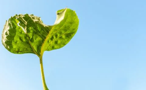 Green Sunflower leaf. Fotos Stock