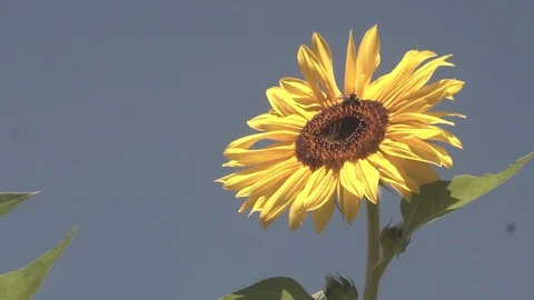 Green sunflower plants with blue sky Stock Footage 123799685