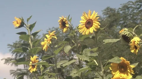 Green sunflower plants with blue sky Stock Footage 123799689