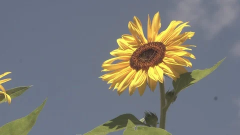 Green sunflower plants with blue sky Stock Footage 123799706