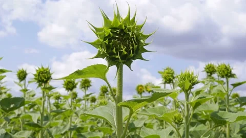 Green Sunflowers In The Farm Fields. Stock Footage 157760963