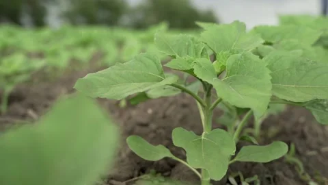 Green sunflowers in the field close-up Stock Footage 155672191