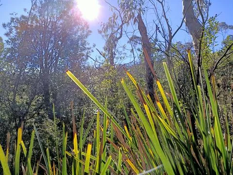 Green Sunlight Stock Photos