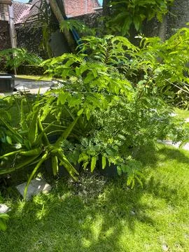 Green in the Sunlight Stock Photos