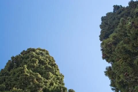 Green sunlit juniper tops Stock Photos