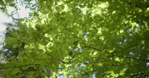 Green sunny beech tree leaves in gentle wind Stock Footage 344147570