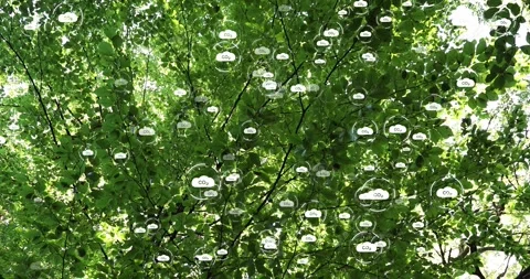 Green sunny canopy tree with carbon dioxide icons animation Stock Footage 343615768