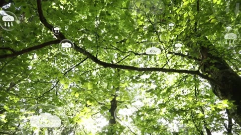 Green sunny tree crown with carbon dioxide net zero icons animation Stock Footage 341900679