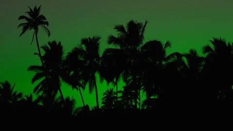 Green sunset on a background of palms Stock Footage 87136181
