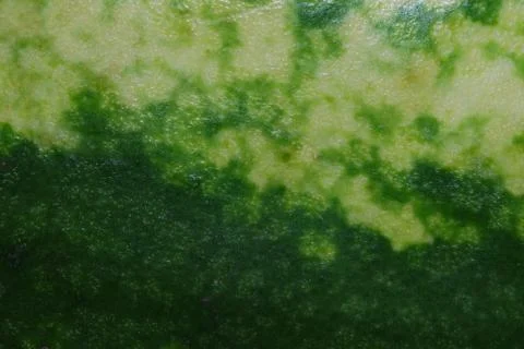 Green surface of a watermelon Stock Photos