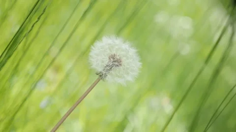 Green surounding of blowball in the field slow-mo 1920X1080 HD footage - Bea Stock Footage