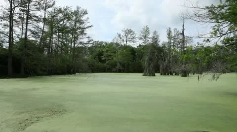 Green Swamp 2 Stock Footage 11877017