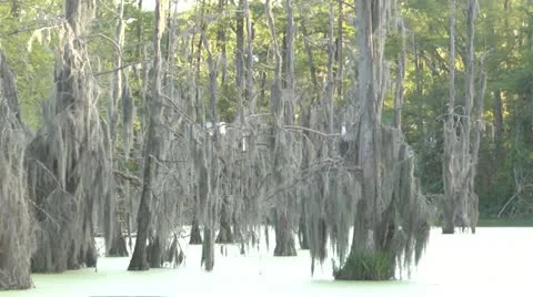 Green Swamp Stock Footage 11876733