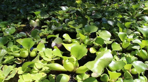 Green swamp Vídeos de archivo 38649436