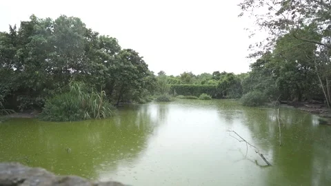 THE GREEN SWAMP Stock Footage 286086044