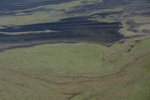Green swamp . Stock Photos