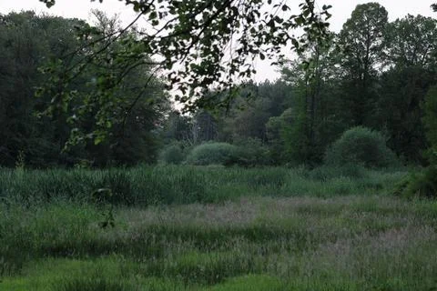Green swamp Stock Photos