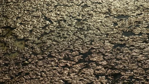 Green of swamp texture. Water in the pool is overflowing. Mud puddle Stock Footage 235608720