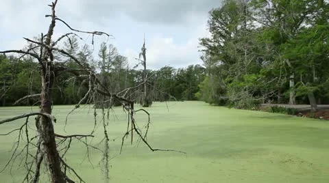 Green Swamp with Trees Stock Footage 11880561