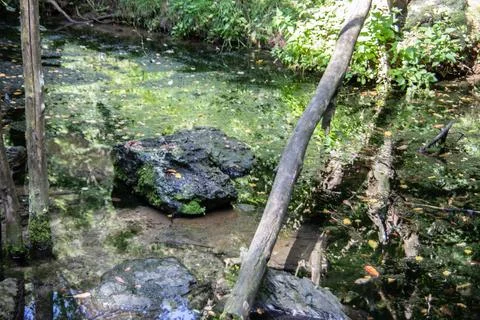 Green swamp with trees Stock Photos