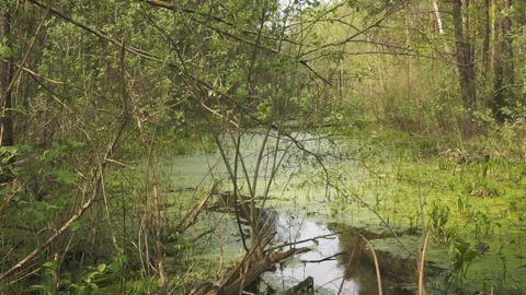 Green swamp vegetation Stock Footage 91154399