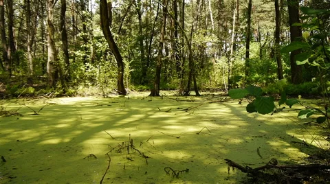 Green swamp in wild forest Stock Footage 63778686