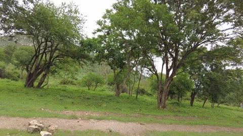 Green sward and a bare earth track through open woodland Stock Footage 346334858