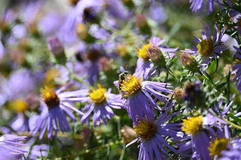 Green sweat bee on aromatic aster Foto stock