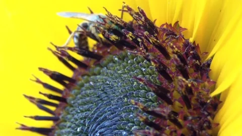 Green Sweat Bee Stock Footage 136340270